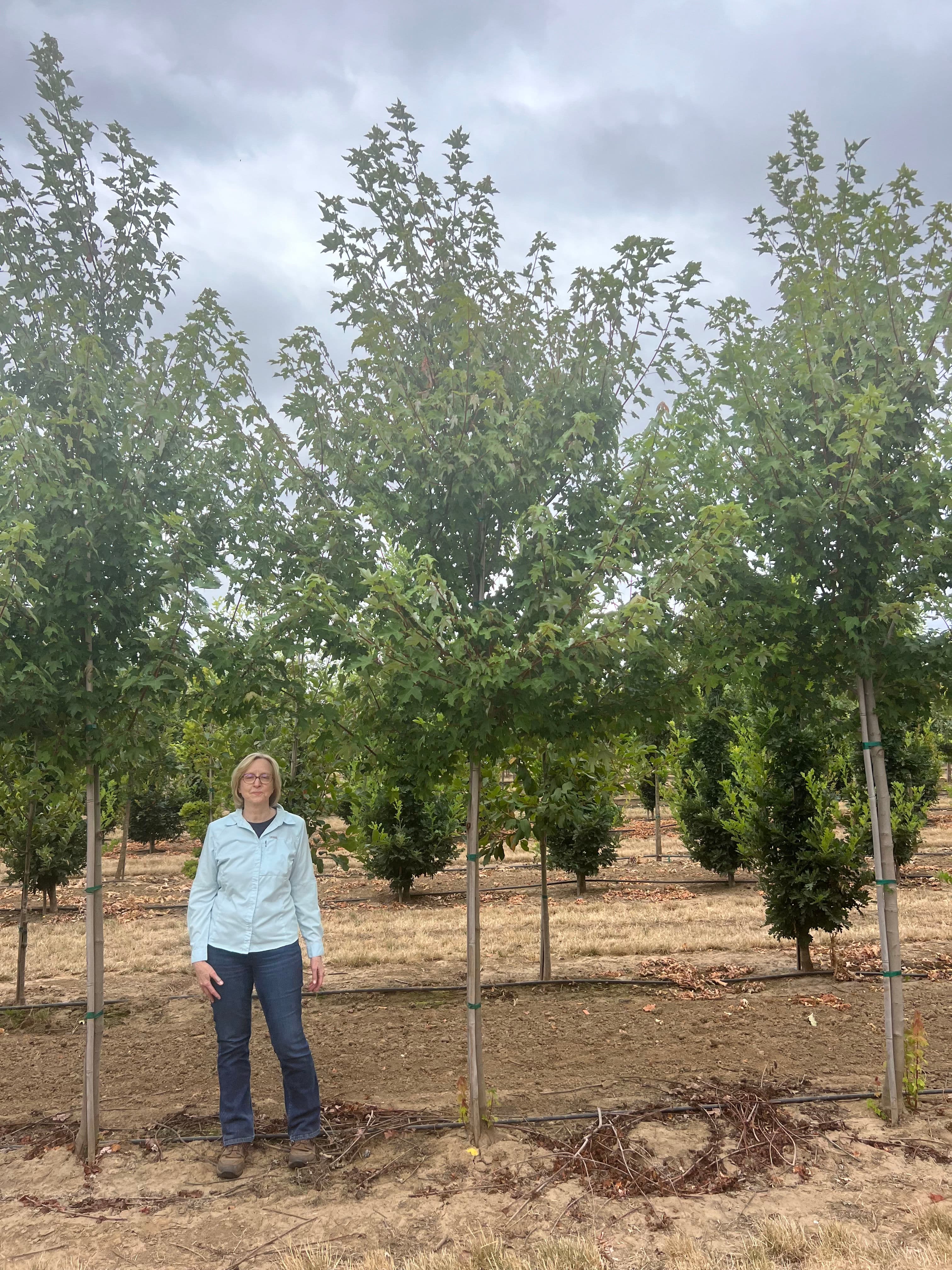 Woman standing beside young maple trees in a nursery under a cloudy sky.