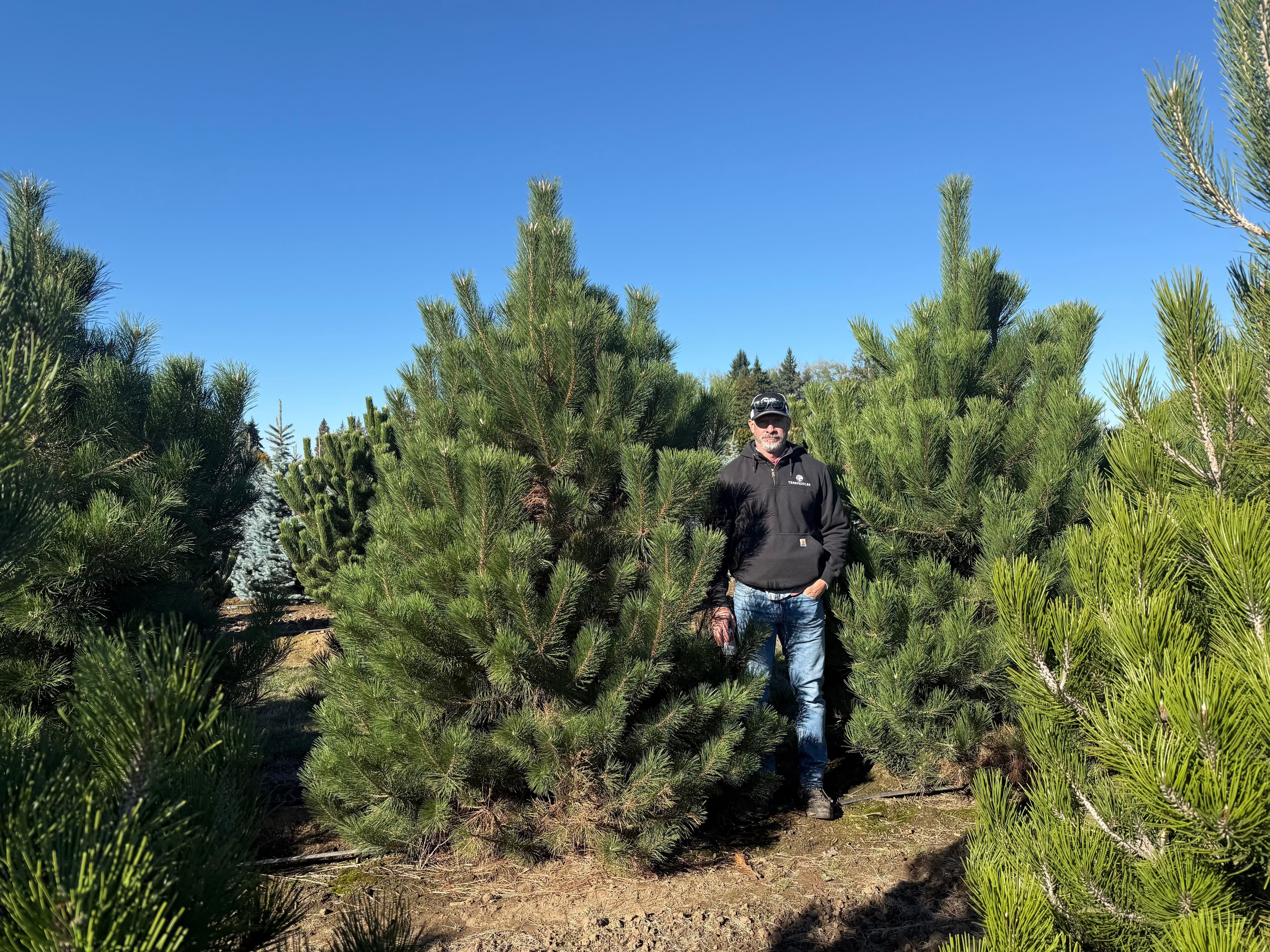Man standing among lush green pine trees under a clear blue sky at a tree farm.