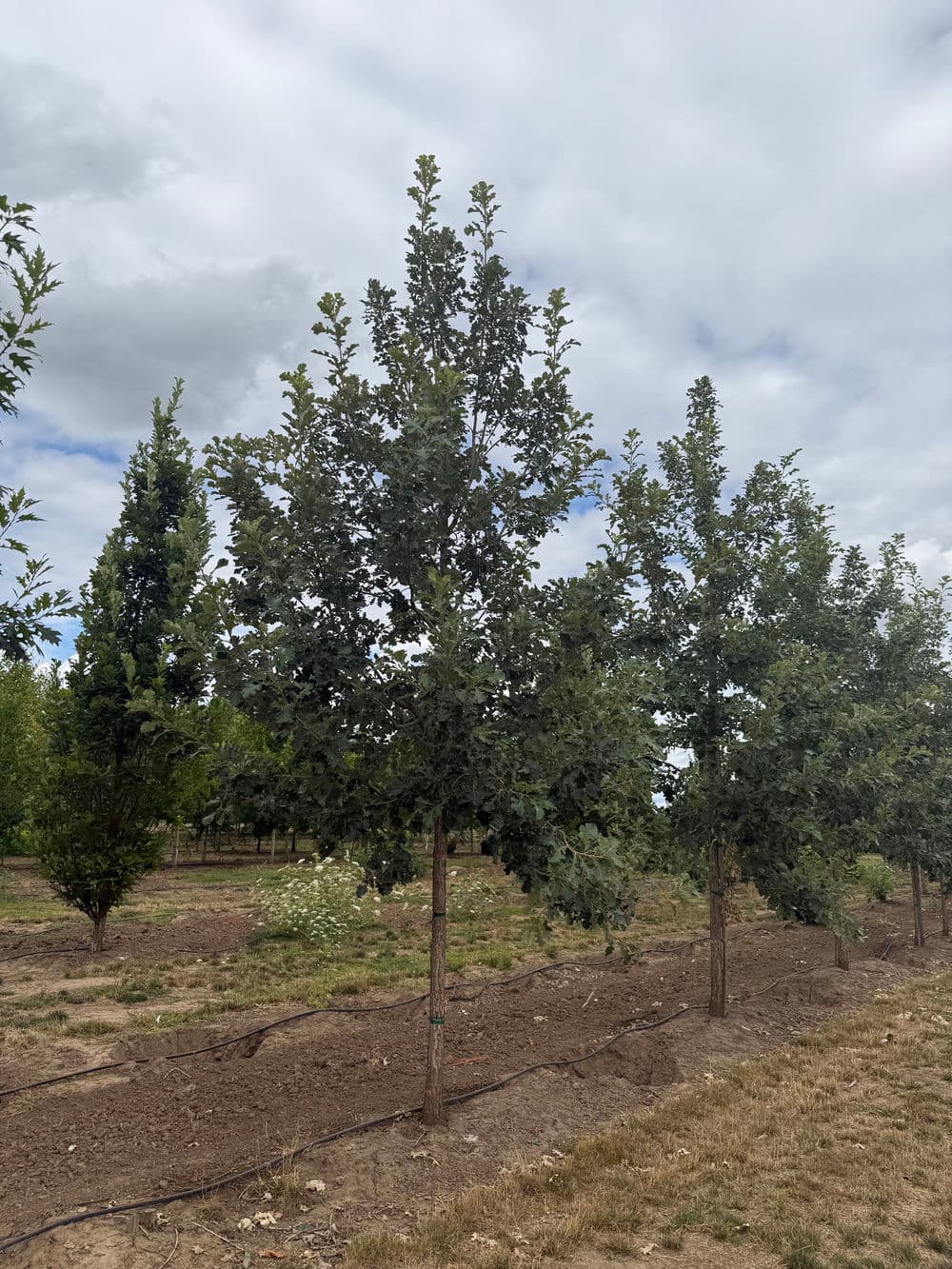 Project Cobblestone Oak Trees Planted and Ready to Thrive in Brooks image